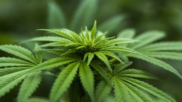 Medyczna marihuana legalna na Litwie. Od roku jest dostępna w Polsce