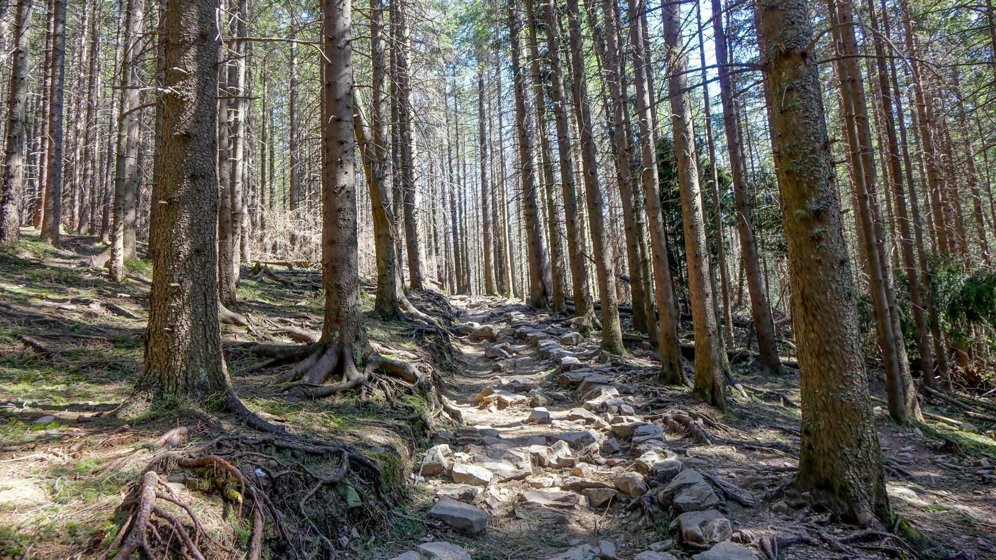 Urocze zakątki w lasach - zdjęcie 21