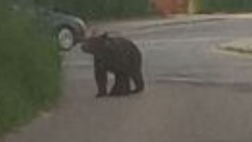 Niedźwiedź na ulicach Nowego Sącza. Apel do mieszkańców