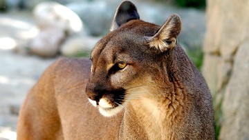 Puma zaatakowała 5-latka. Matka biła zwierzę gołymi rękoma 