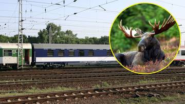Pociąg PKP Intercity utknął z powodu łosia. "Chopin" pozbawiony kilku wagonów