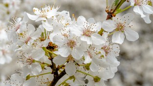 15.04.2023 05:59 Japońska sakura pięknie mieni się w wiosennym słońcu. Zobacz relaksujące nagranie