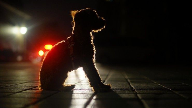 Godzina policyjna: czy można wyprowadzić psa? Resort zdrowia będzie prowadził konsultacje publiczne