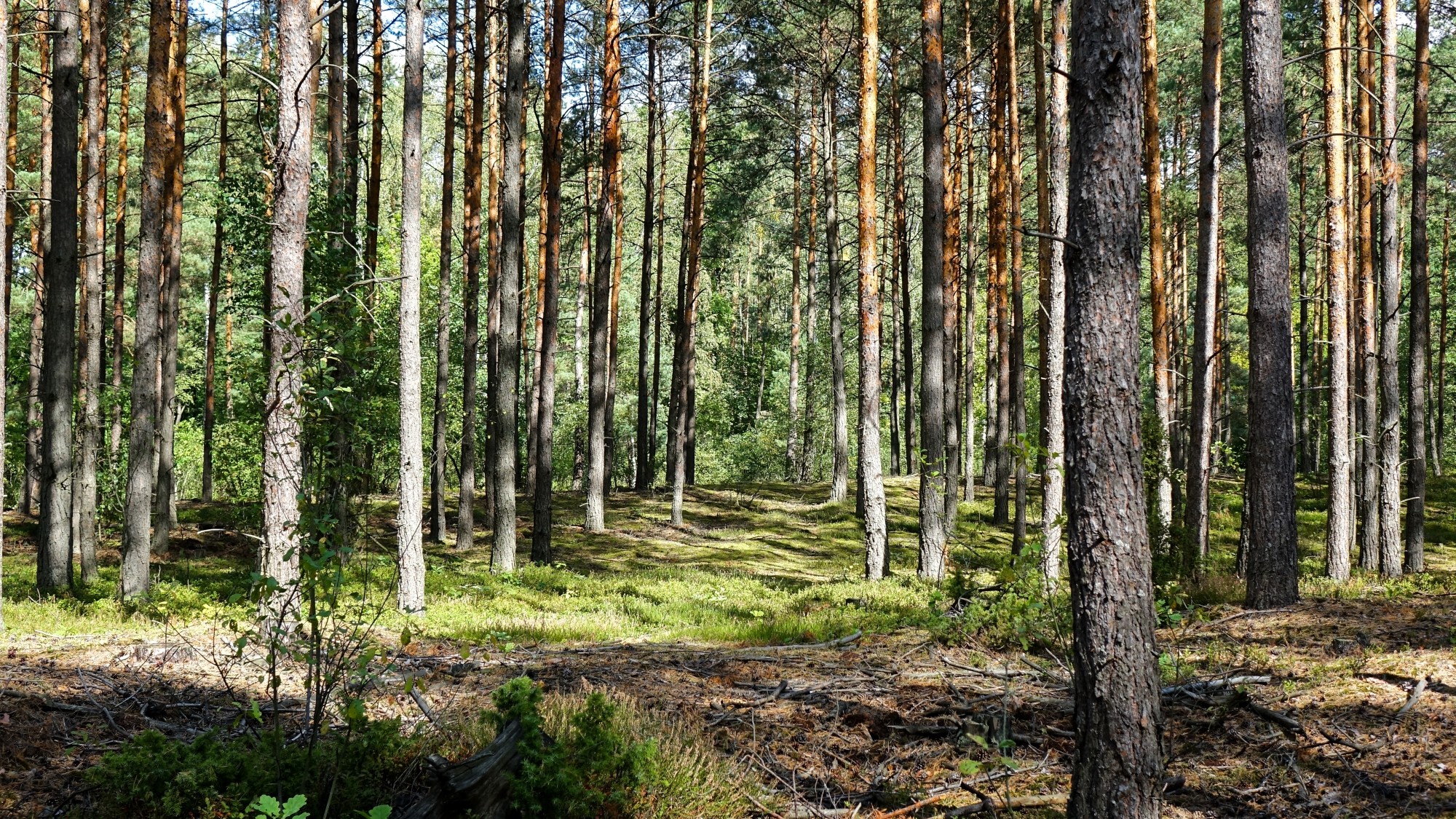 Późne lato na łonie natury - zdjęcie 25