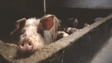 Katastrofa na niemieckiej fermie. Znaleziono setki zdechłych świń