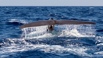 Niesamowite odkrycie. Wracają wieloryby zdziesiątkowane przez polowania