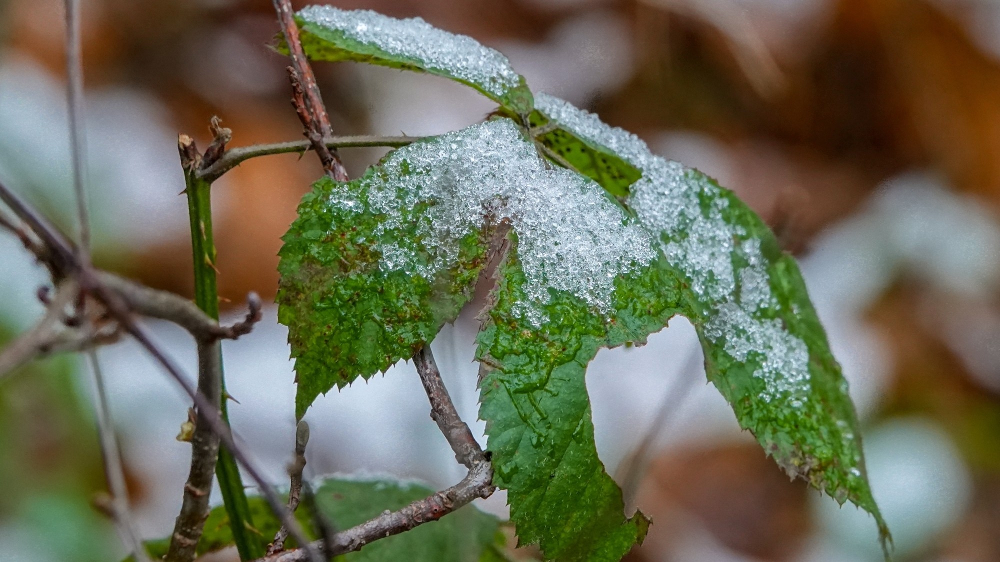 Pierwszy śnieg - zdjęcie 24