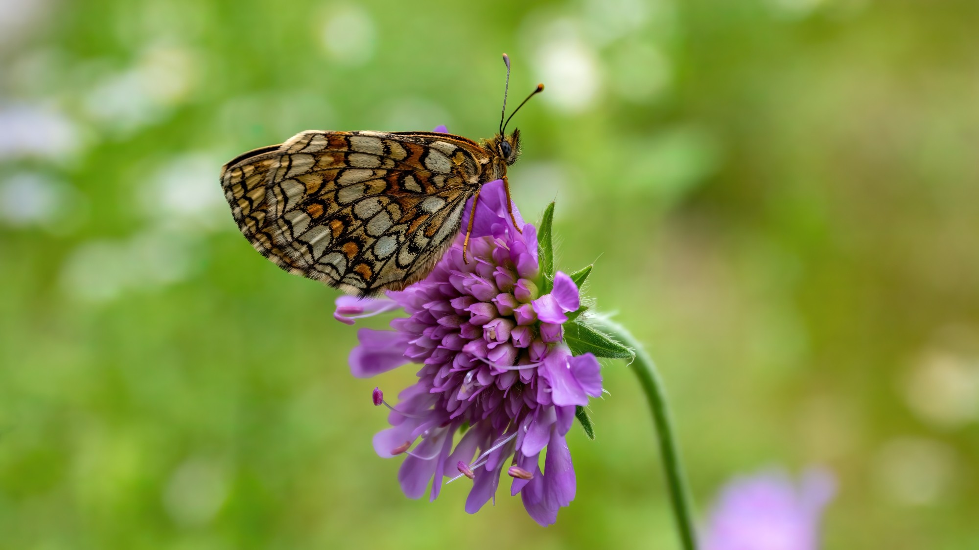 Kolory lata - zdjęcie 45
