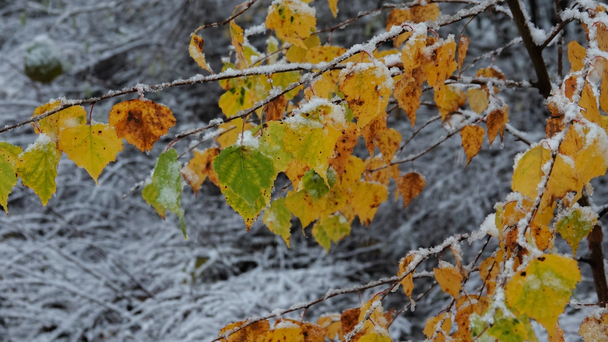 Oblicza zimy - zdjęcie 22