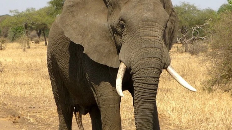 Namibia wystawia na sprzedaż 170 słoni