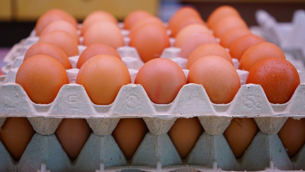 Salmonella w jajach z belgijskiej fermy. Skażone partie w Polsce?