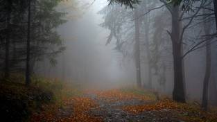 20.12.2023 05:55 Zobacz relaksacyjny i nastrojowy spacer po lesie w najkrótsze dni w roku, w deszczu i mgle