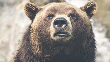 W Tatrach budzą się niedźwiedzie. Miesiąc wcześniej niż zwykle