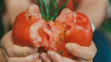 Nie dla każdego są dobrym wyborem. Przy tych schorzeniach pomidory mogą zaszkodzić