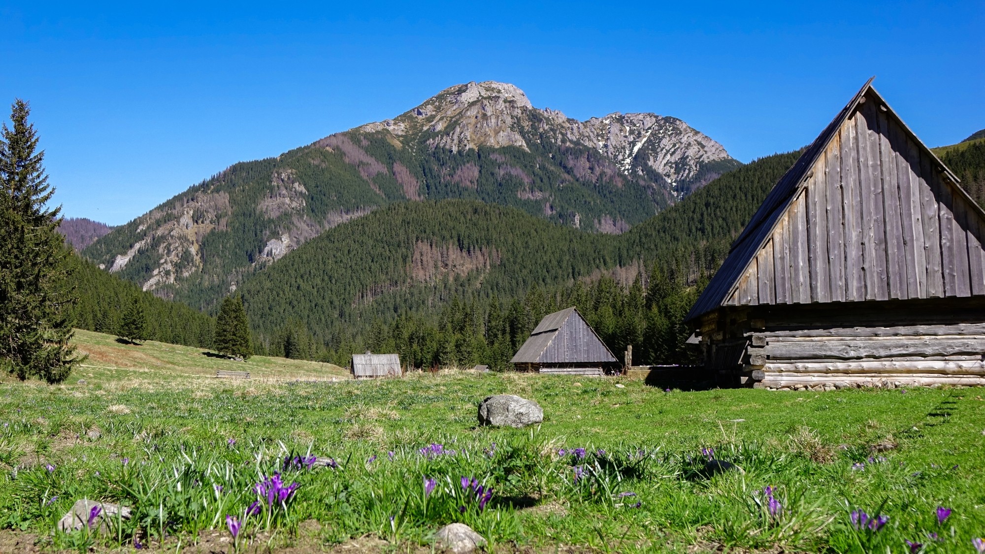 Tatrzańskie krokusy - zdjęcie 10