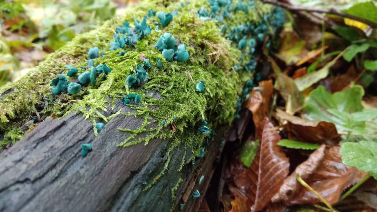 Niecodzienny grzyb odkryty na Podlasiu. "Leśniczy miał szczęście"