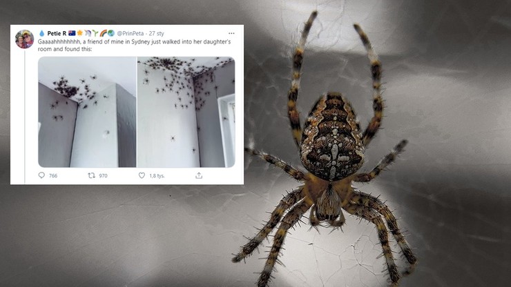 Australia. Inwazja setek pająków. Wdzierają się do domów i obsiadają 
ściany
