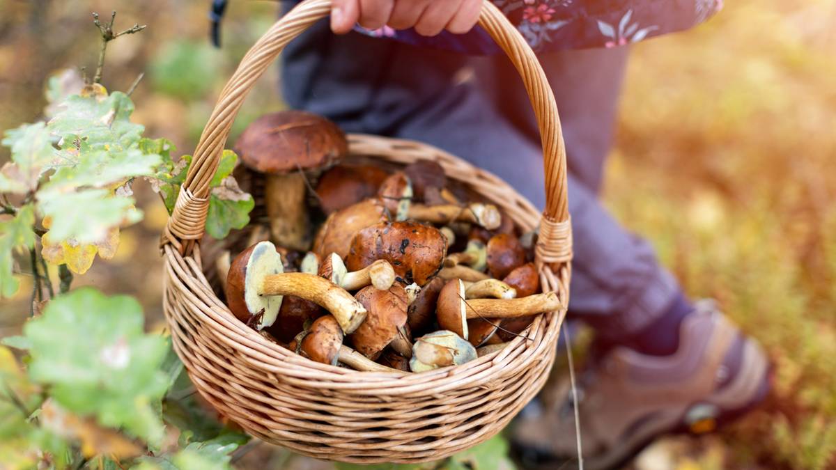 Wycinać czy wykręcać grzyby? Eksperci nie mają wątpliwości