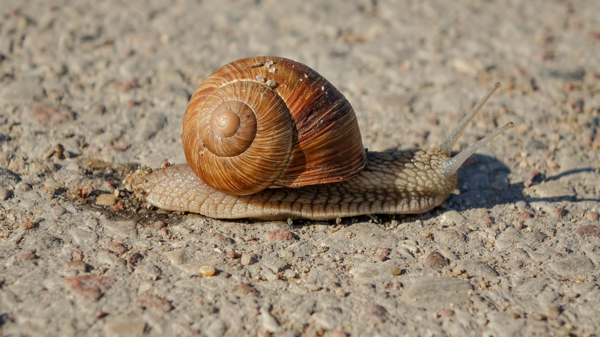 Z kamerą wśród zwierząt - zdjęcie 48