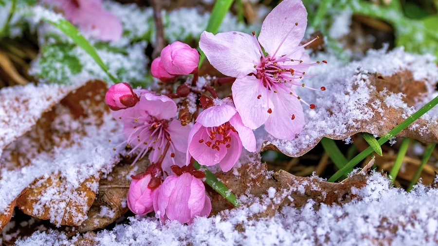 29-03-2023 06:00 Wiosna nagle przerwana przez powrót zimy. Śnieg opadł na kwitnące kwiaty i krzewy. Zobacz nagranie