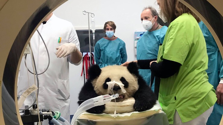 Tajemnicza choroba pandy? Eksperci nie mogą postawić diagnozy