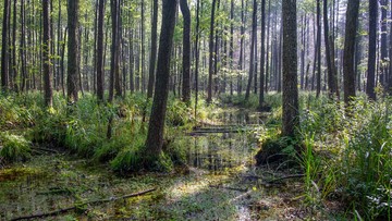 "To draństwo. Nie tnijcie w okresie lęgowym". Ekolodzy bronią drzew w Puszczy Białowieskiej