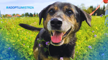 Poradnik #AdoptujMistrza: Borelioza