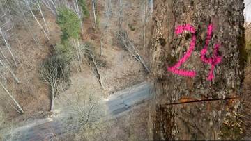 Podcięte drzewa przy drodze na Pomorzu. To nie pierwszy taki przypadek