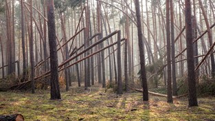 21.07.2017 10:13 Tyle zostało po lesie na Śląsku po przejściu tornada
