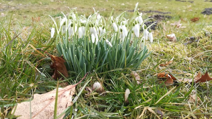 Idzie wiosna. W Dębnie (Wielkopolskie) zakwitły przebiśniegi