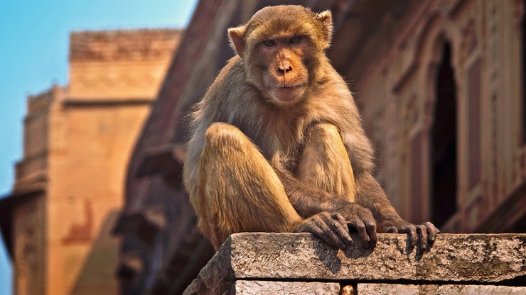 Indie. Małpy zabiły 30-letniego mężczyznę. Zrzuciły cegłę z dachu