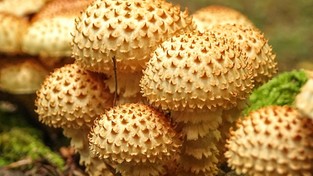 25.09.2022 05:57 Sezon na grzyby rozpoczęty. Zobacz, jakie niezwykłe okazy można znaleźć w lesie w Twojej okolicy