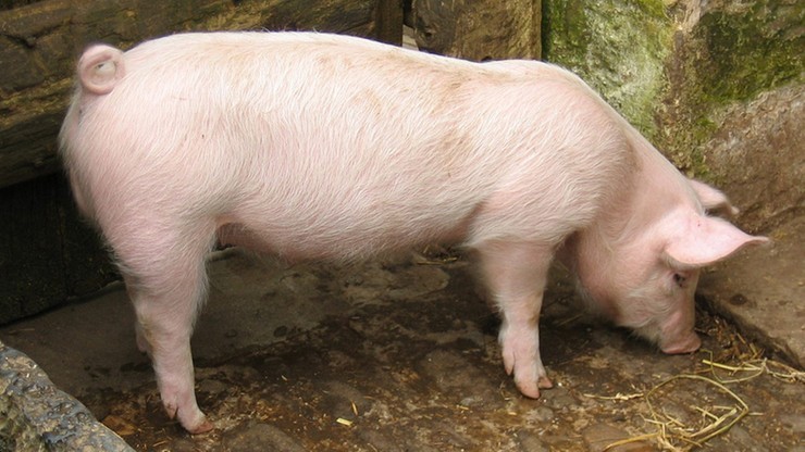 Na Podlasiu wykryto kolejne w kraju ognisko afrykańskiego pomoru świń