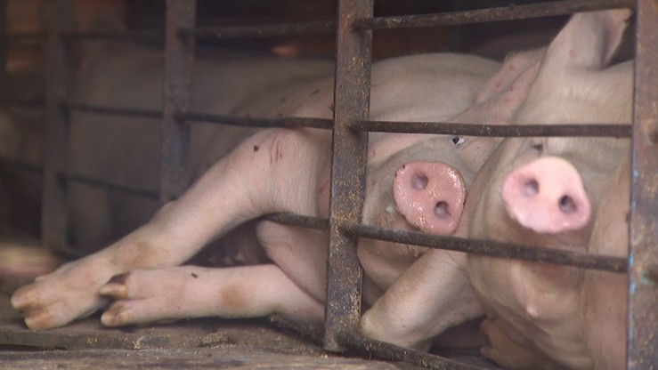 Wykup świń i przerabianie ich na konserwy - zakłada specustawa uchwalona w związku z ASF