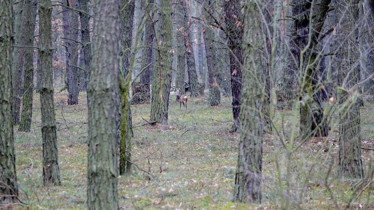 Marzec w obiektywie - zdjęcie 37