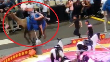 O włos od tragedii w cyrku. Spłoszony wielbłąd ranił siedem osób