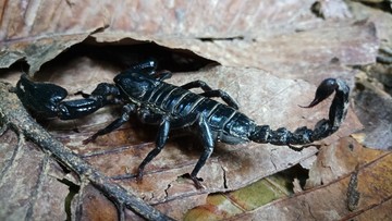 Ponad 450 osób ukąszonych przez skorpiony. Są ofiary śmiertelne