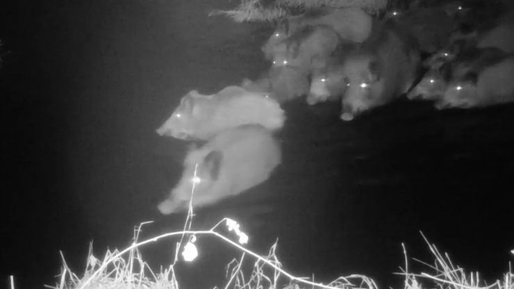 Nadleśnictwo Daleszyce: Kamera nagrała watahę dzików, która przekraczała rzekę