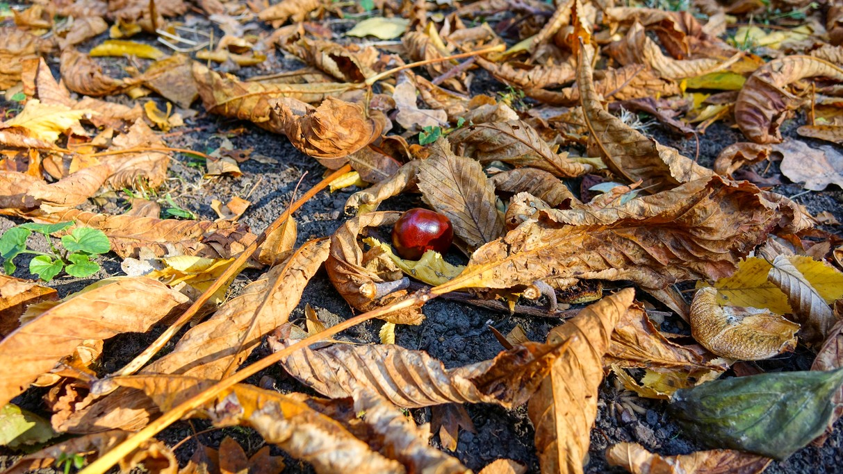 Jesienne klimaty - zdjęcie 6