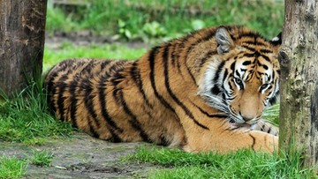 Tygrys zabił opiekunkę w zoo w Hiszpanii