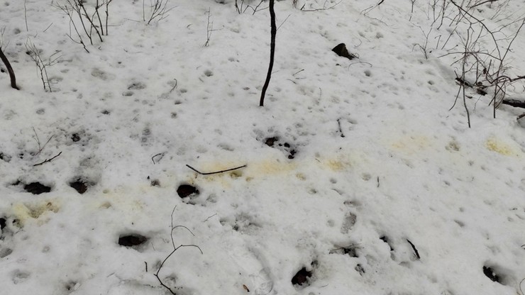 Żółty śnieg pod drzewami. Leśnicy ostrzegają. "Właściwości toksyczne"