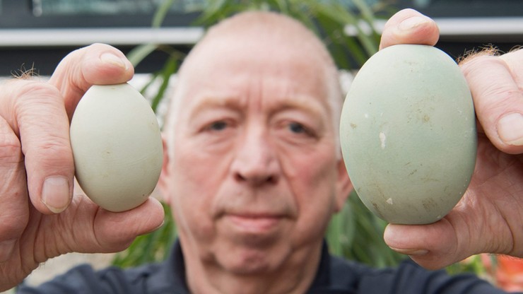 Niemcy: kura zniosła ogromne jajko