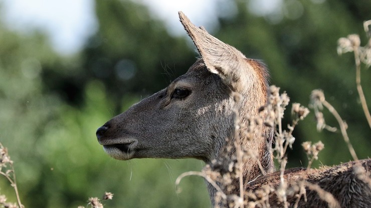 Ludzie w domach, dzikie zwierzęta wychodzą na ulice