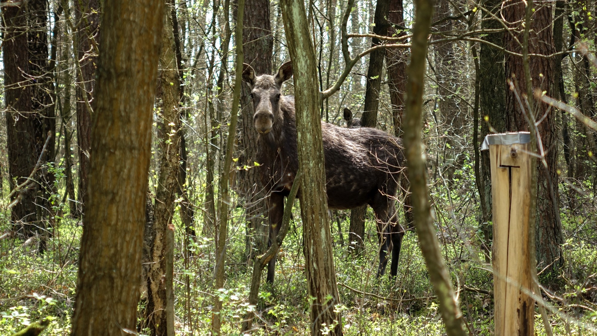 Podróż przez wiosenną Polskę - zdjęcie 6