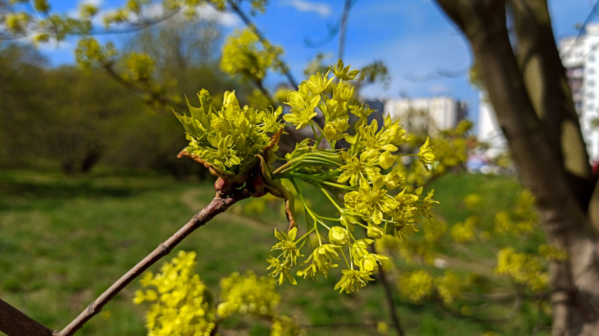 Kwitnąca wiosna - zdjęcie 10