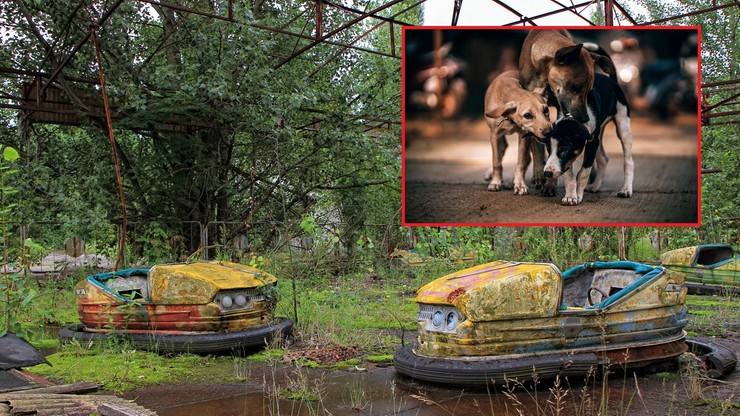 Czarnobyl. Psy w strefie skażonej są zmutowane genetycznie. Naukowcy przeprowadzili badania