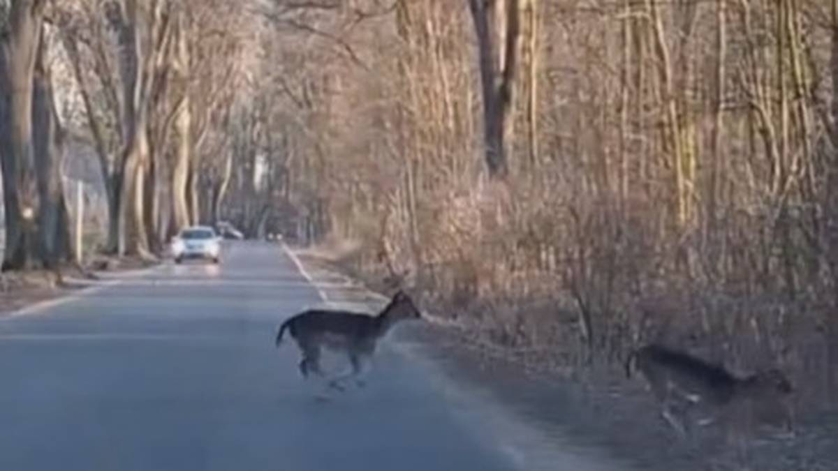 "To czas zwierząt". Leśnicy pokazali nagranie, apelują do kierowców