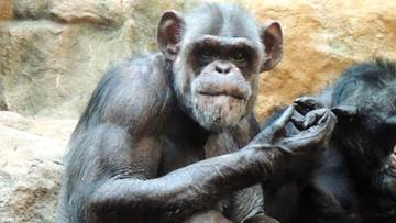 Urodziny warszawskiego szympansa. Zoo przygotowało niespodziankę
