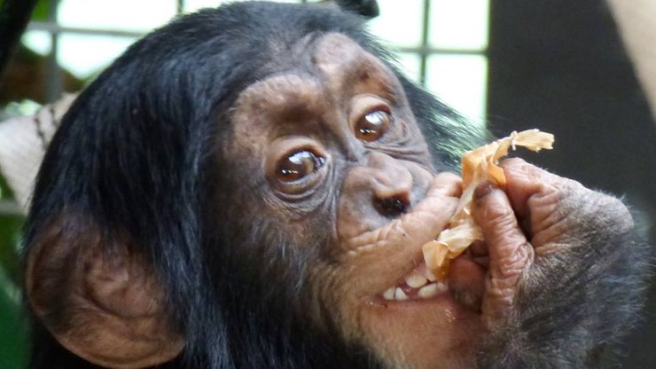 Trzecie urodziny szympansa Tytusa. Feta w warszawskim zoo