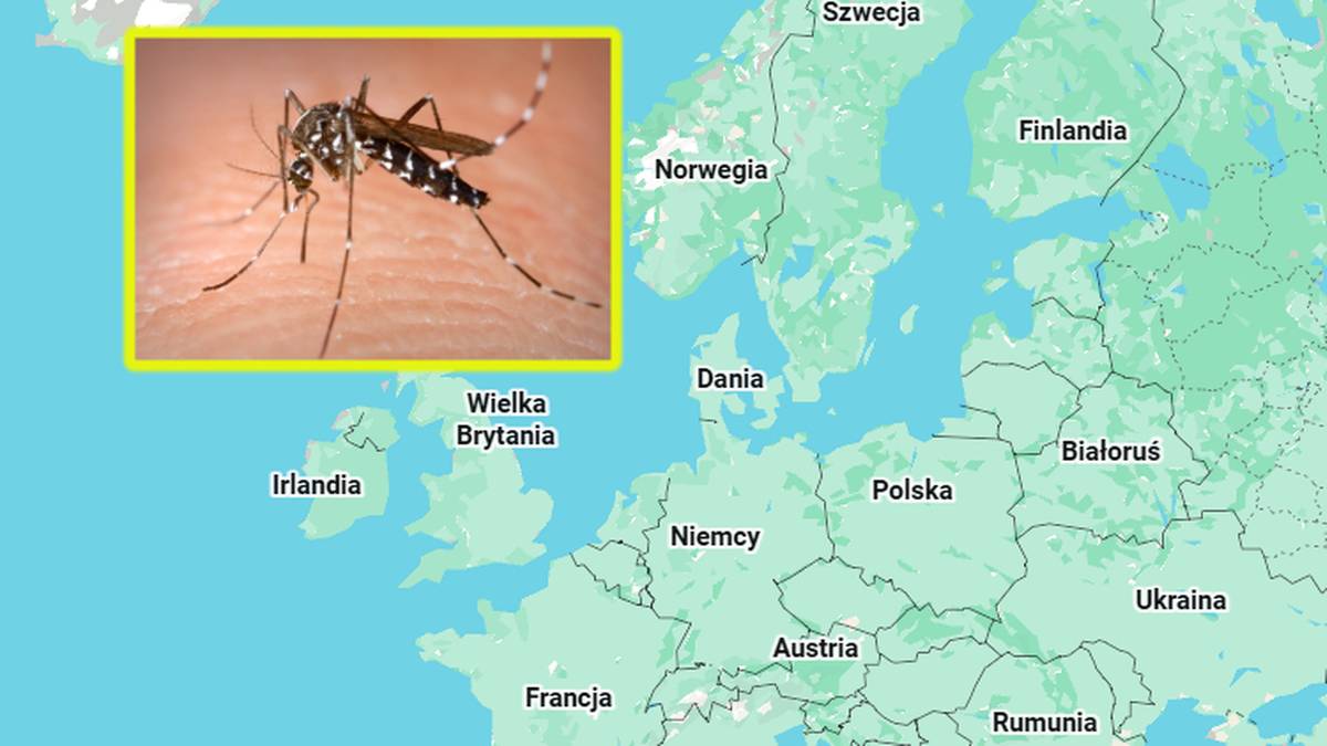 Ekspansja tropikalnej choroby "to kwestia czasu". Szokujące wyniki badań